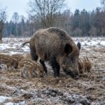 Bache mit Frischlingen am Ortsausgang Wahlitz