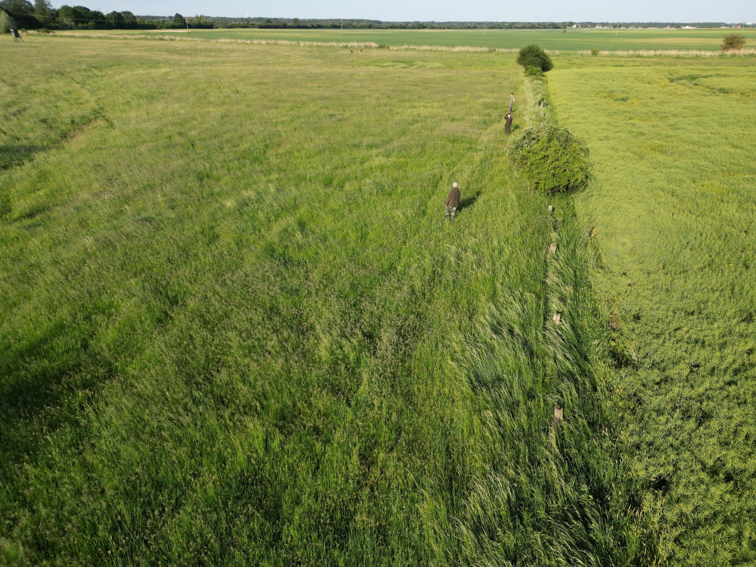 Eine weite Wiese muss abgesucht werden.