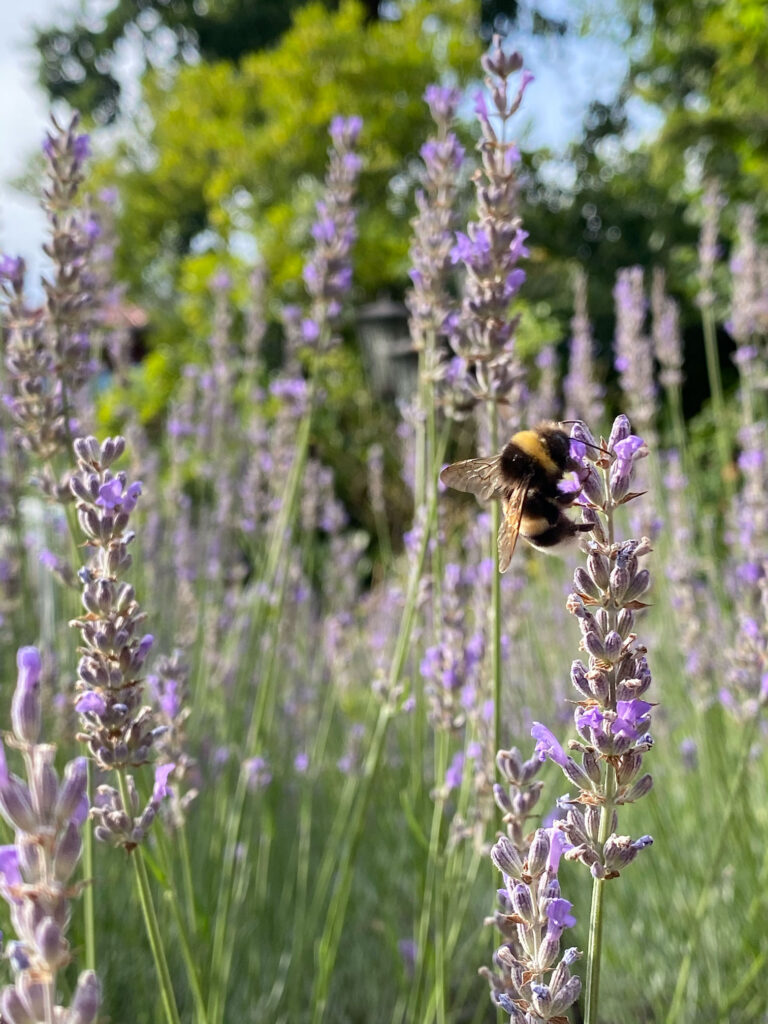 Hummel an Lavendel