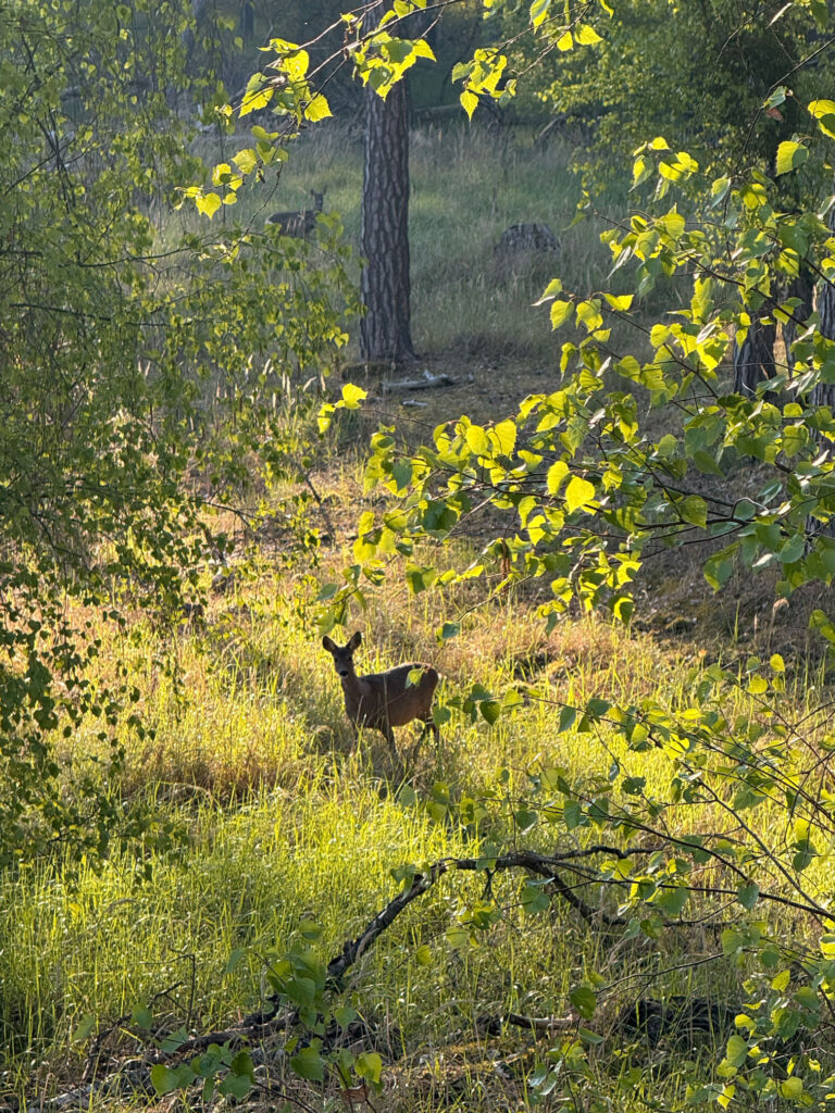 Rehe im Wald